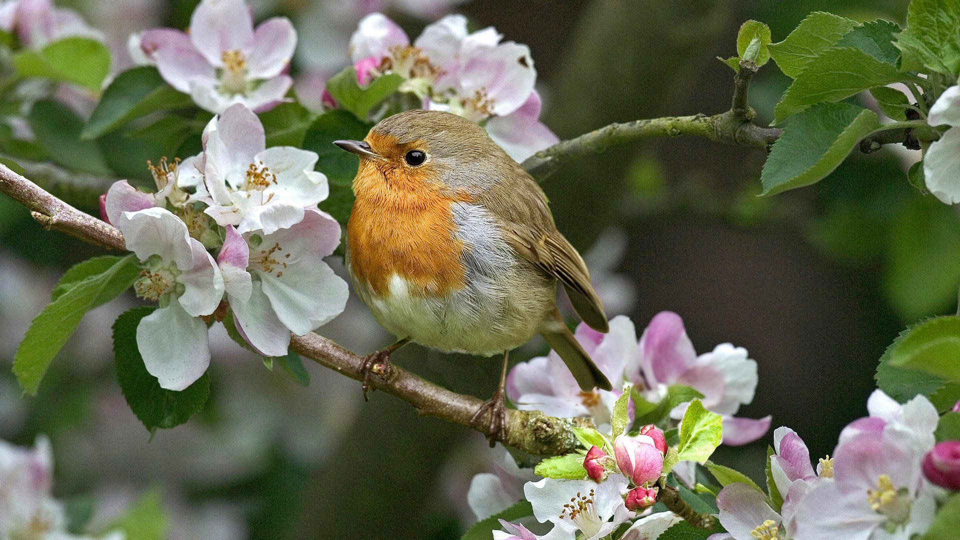 fiori uccello ramo primavera natura bellezza