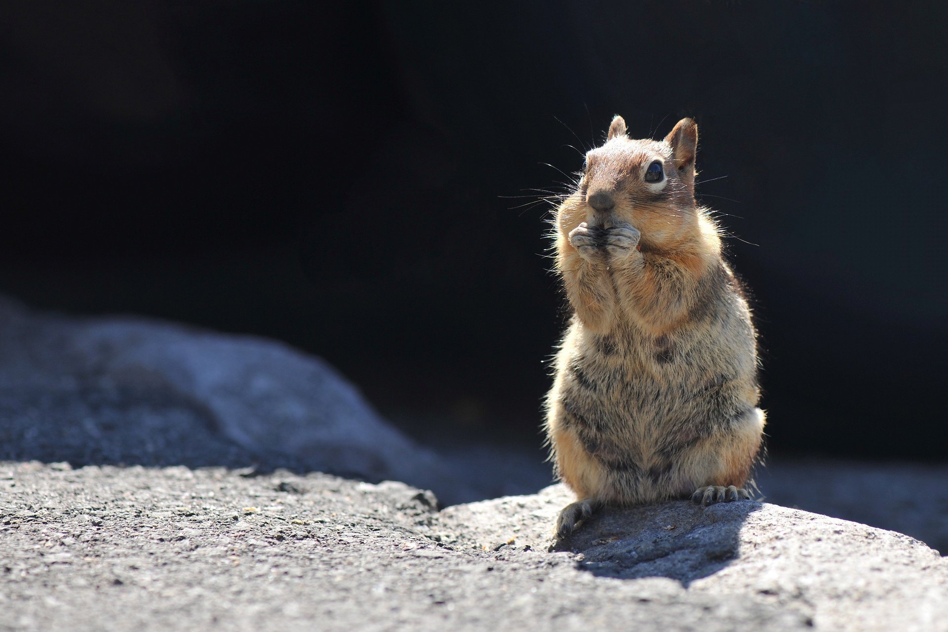 steine rotschopf eichhörnchen isst