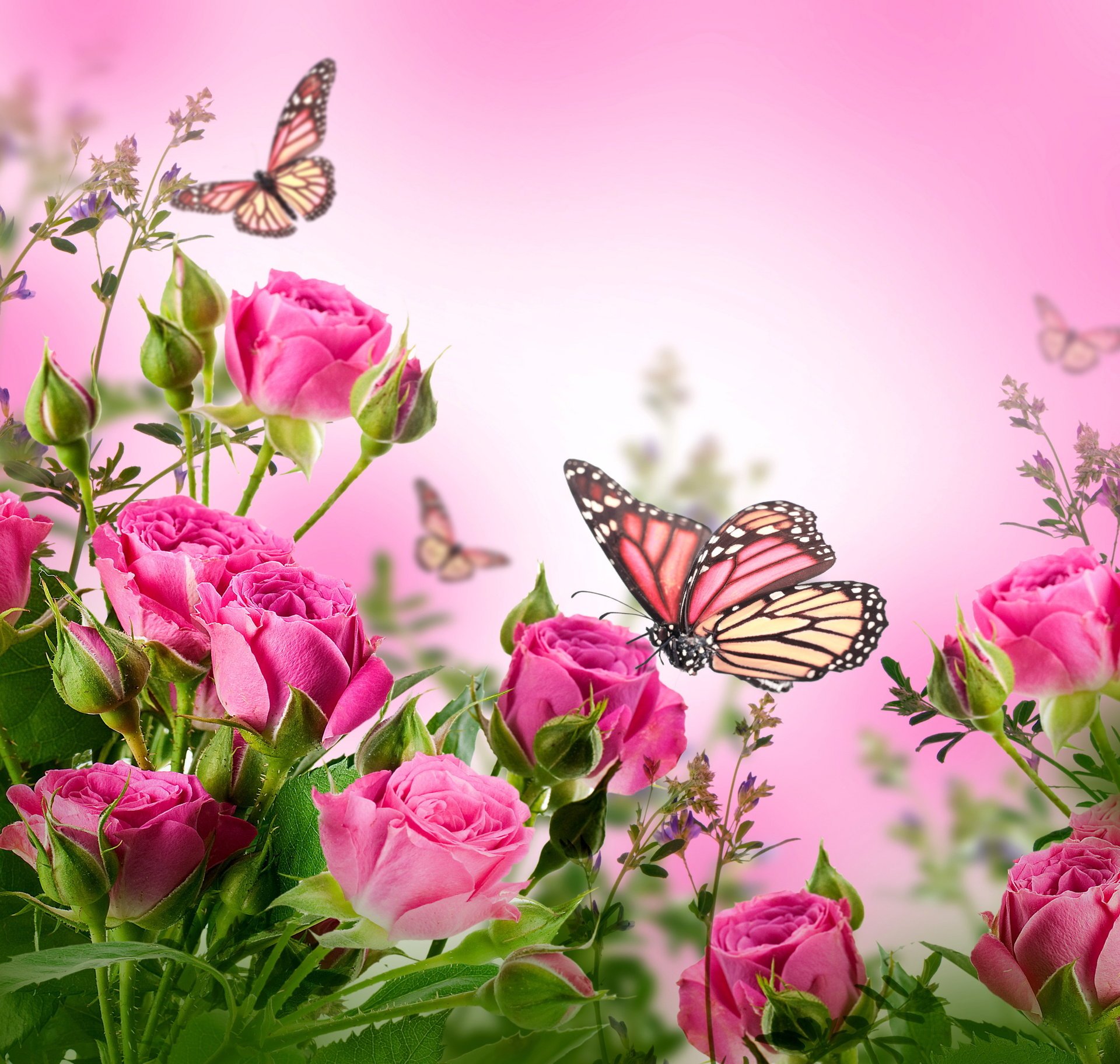 flowers roses roses flowers pink blossom butterflies butterflies beautiful