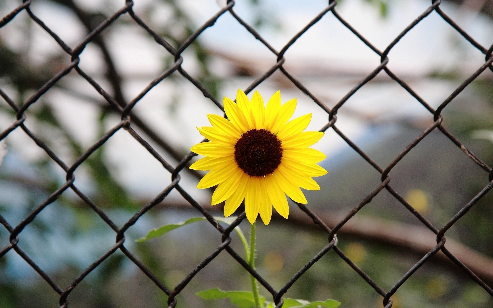 flowers yellow leaves background grid flower flower