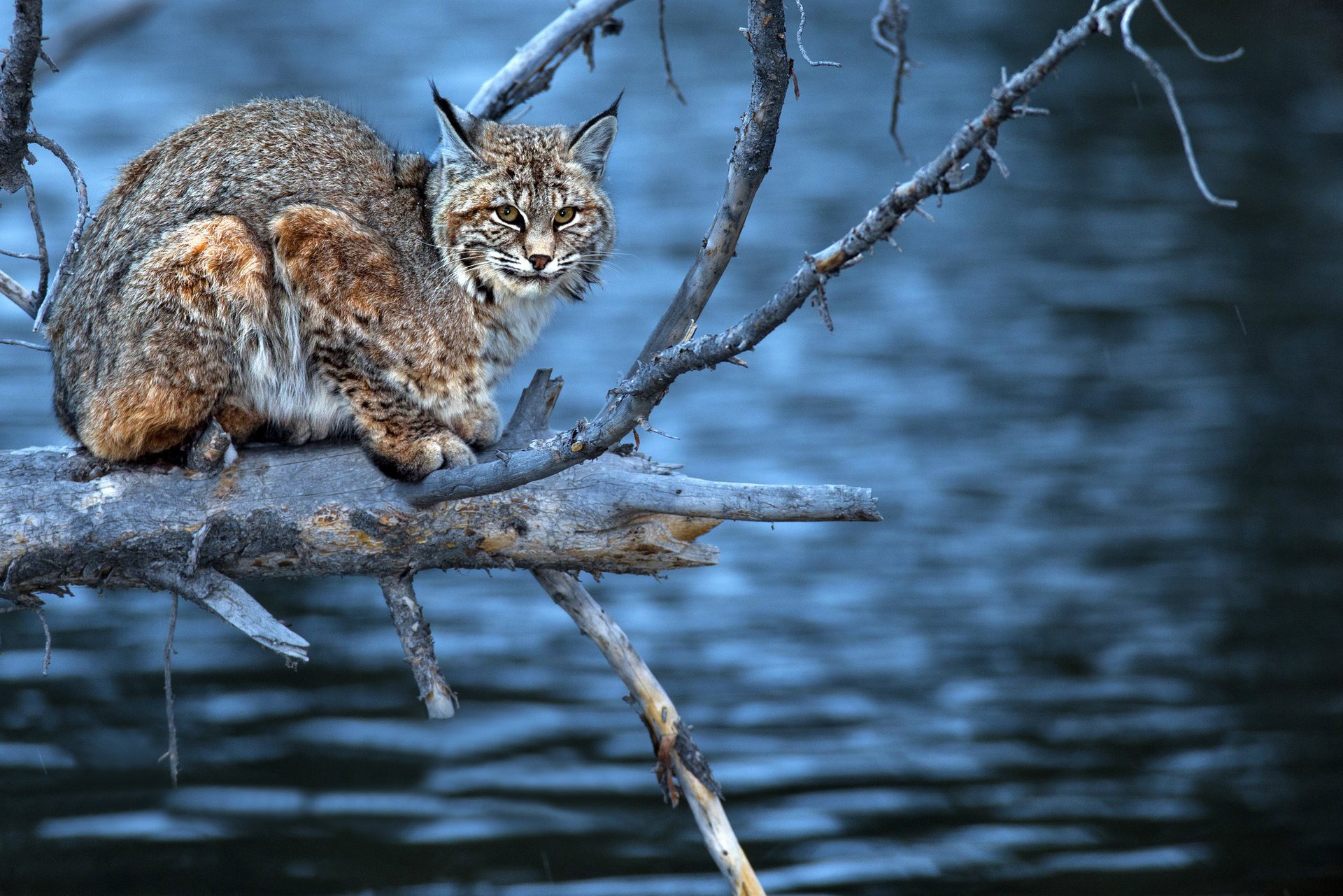 agua depredador vista lince árbol ramas