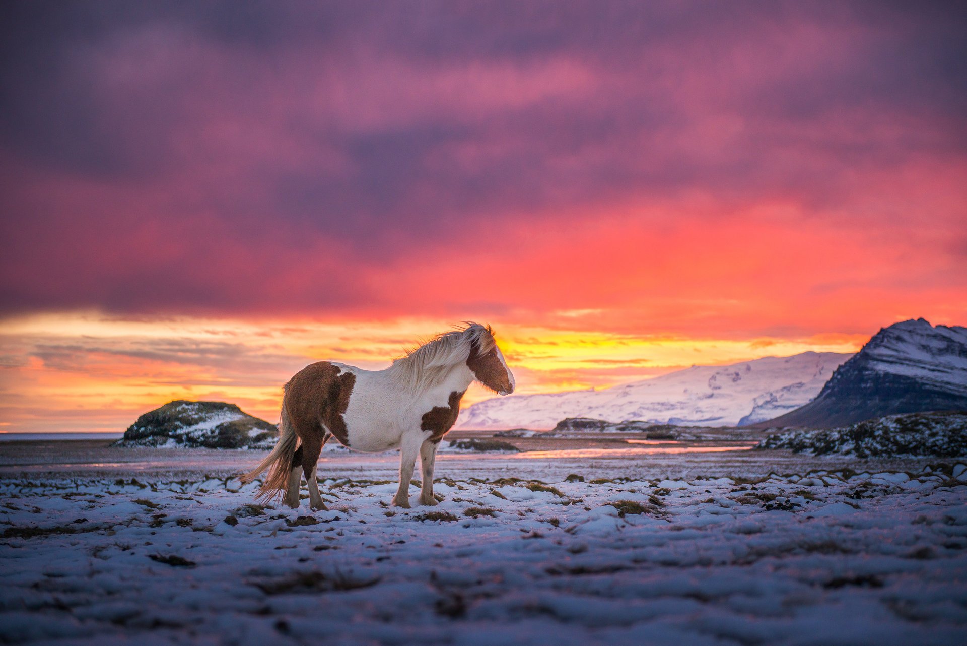 horse the wind snow the sky mountains iceland paint