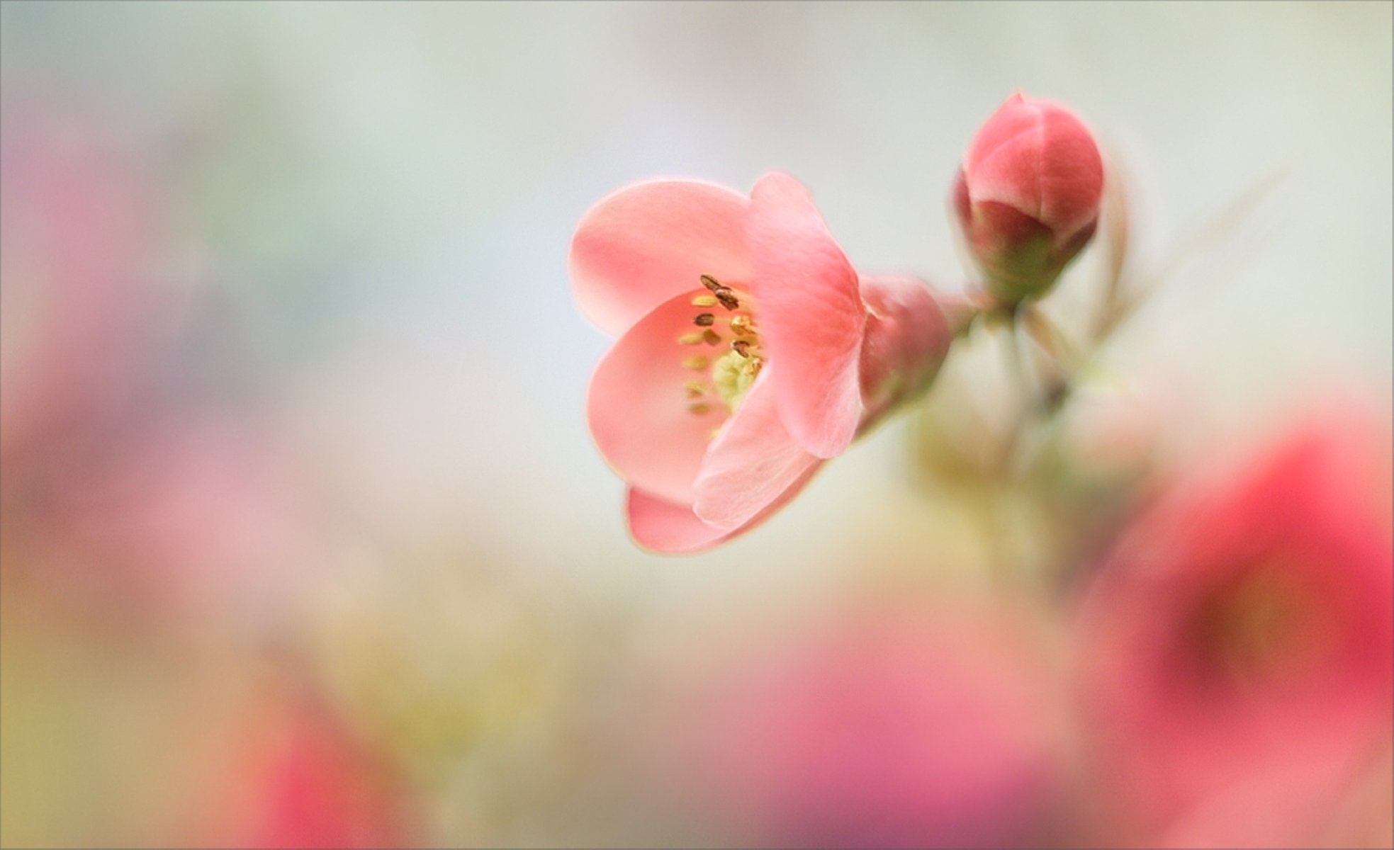 stimmung blumen sanft