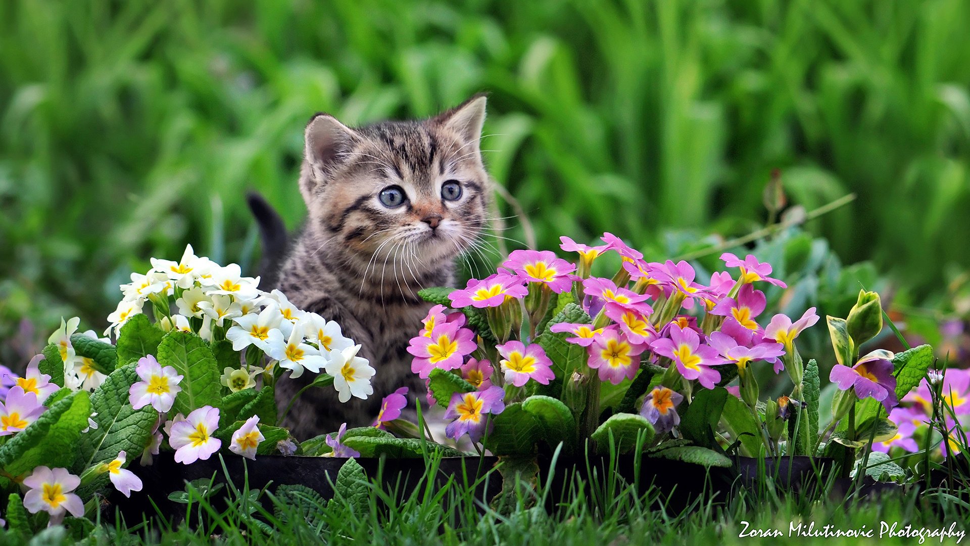 primevère chaton fleurs by zoran milutinovic enfant