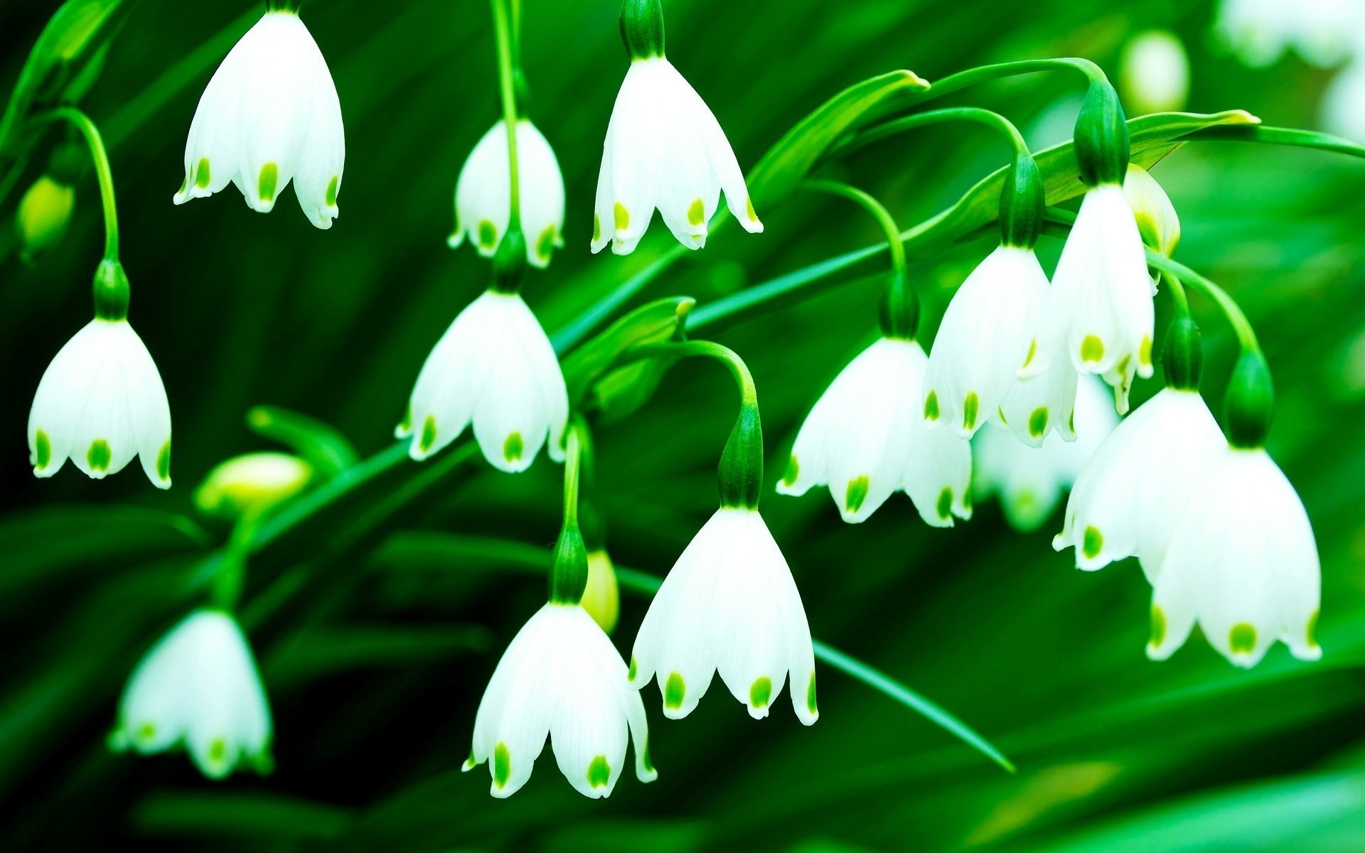 fondo verde flores blanco campanas flores flores