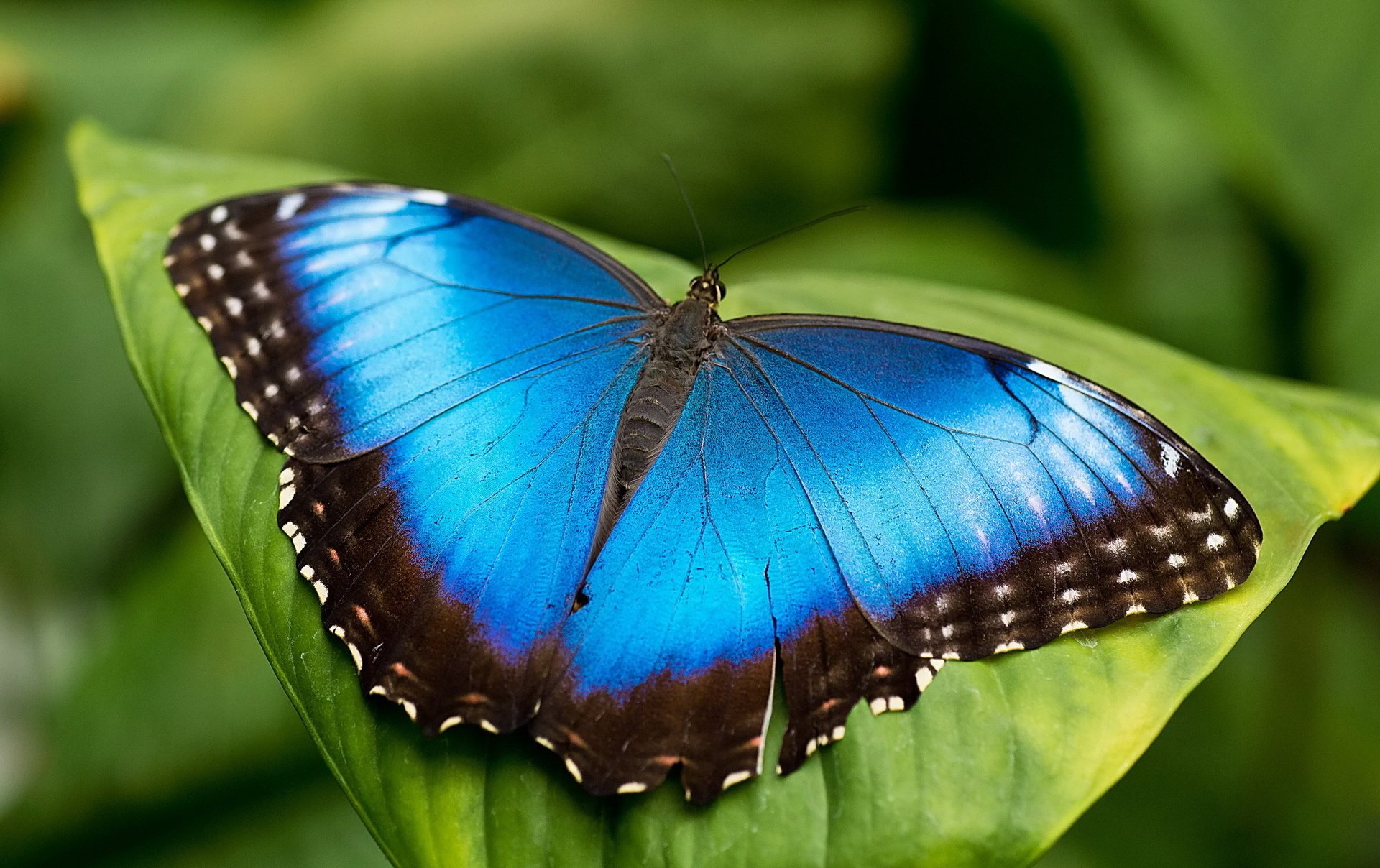 motyl niebieski liść mrpho morpho