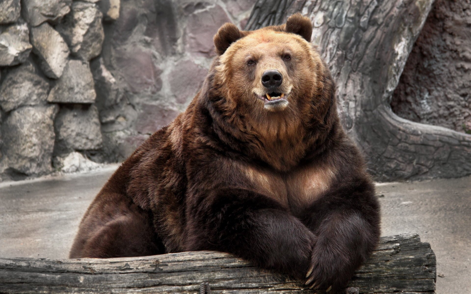 oso naturaleza zoológico