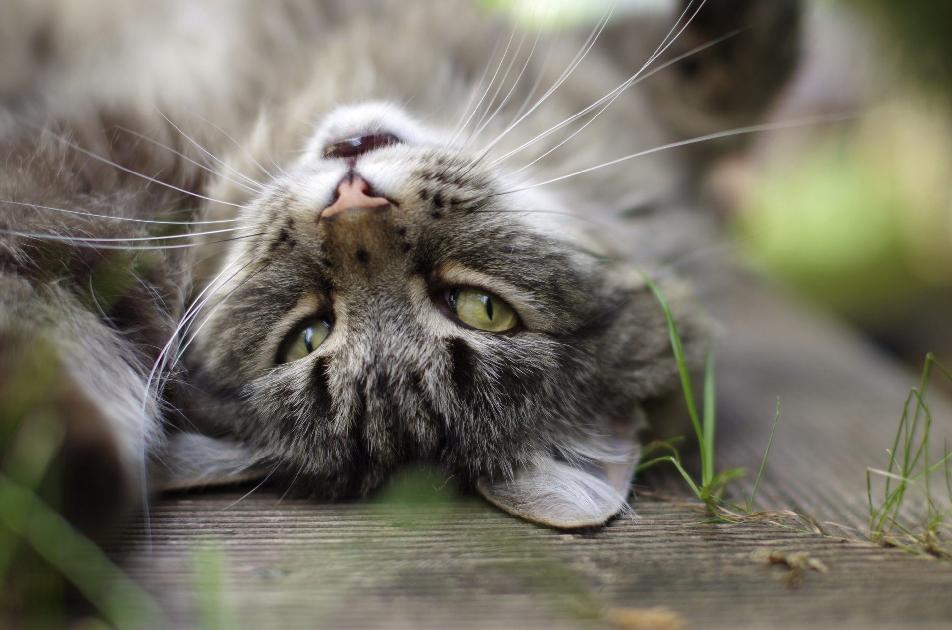 grashalme katze grau ohren katze augen hintergrund schnurrbart