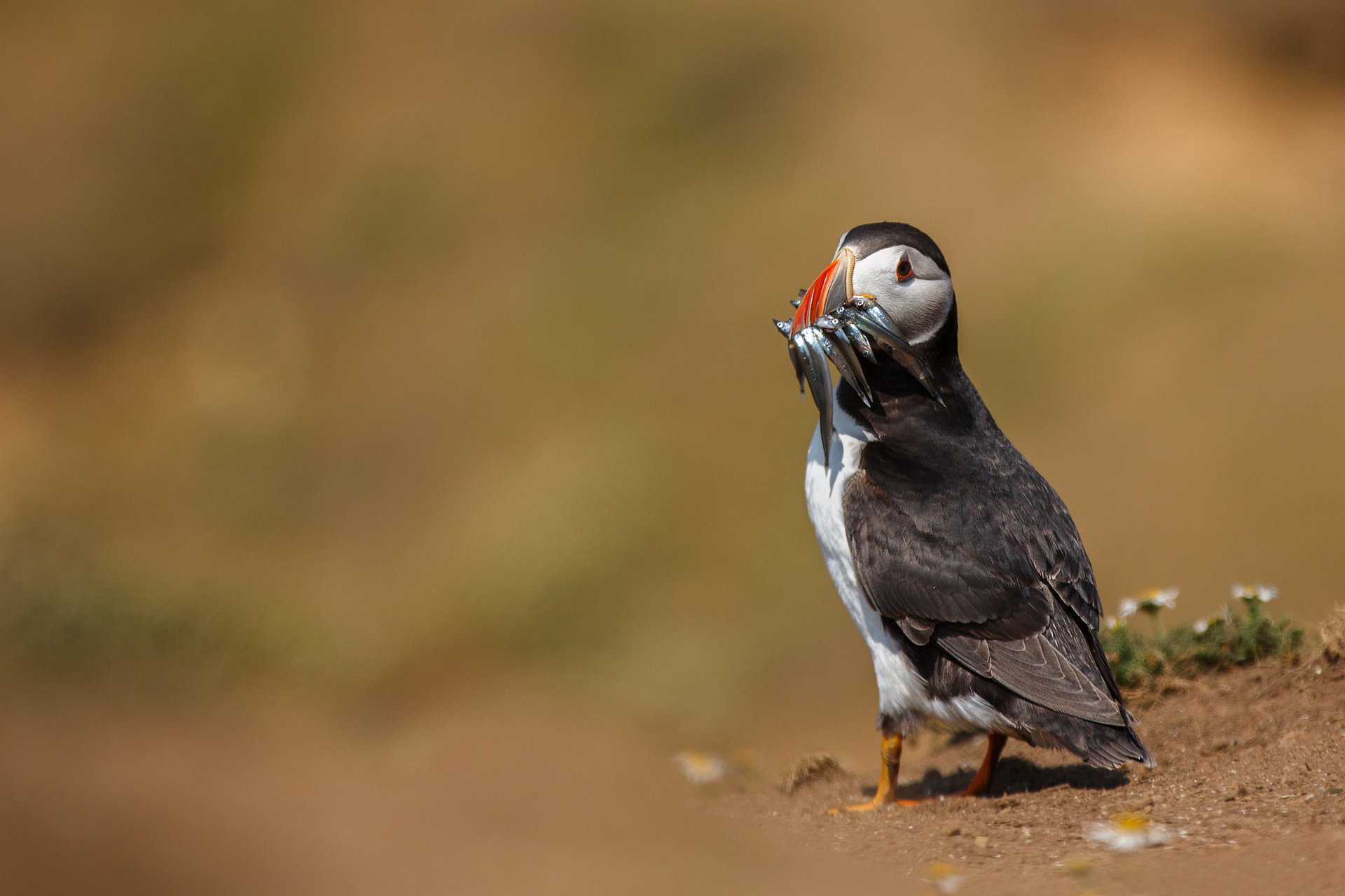 pájaro comida callejón sin salida captura pescado