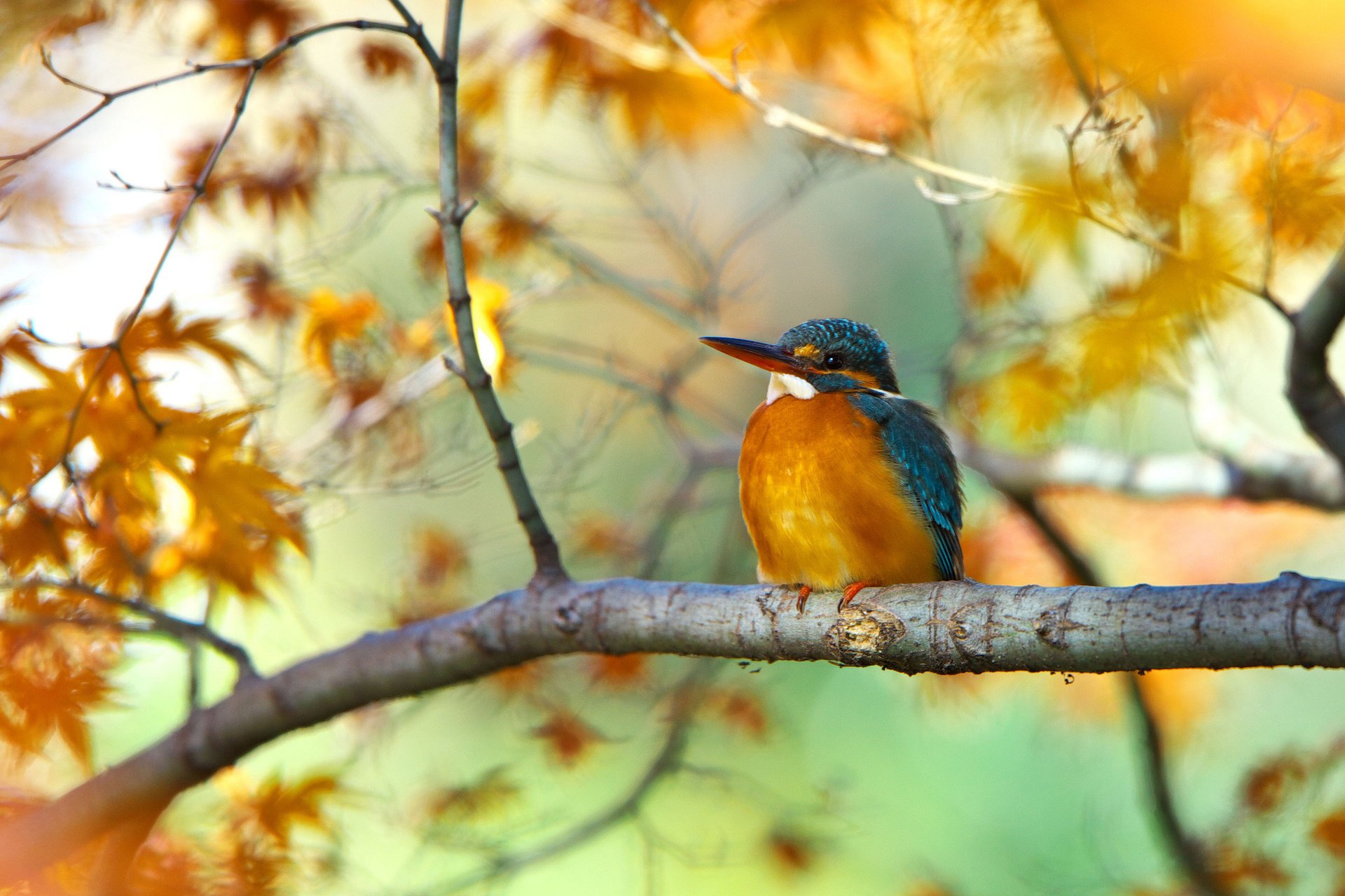 tree autumn bird branch leaves kingfisher