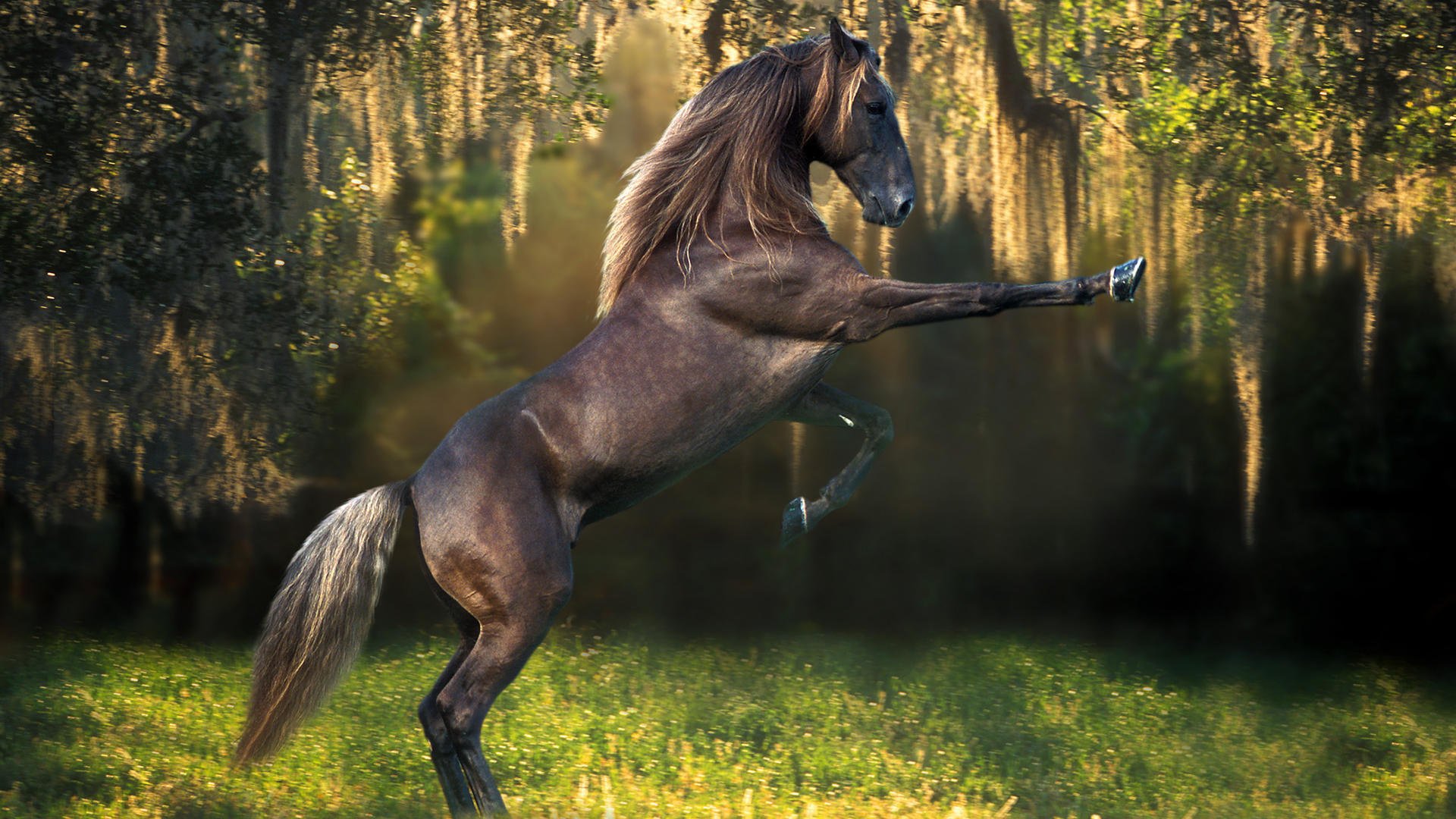 animales año del caballo fondos de pantalla caballos semental