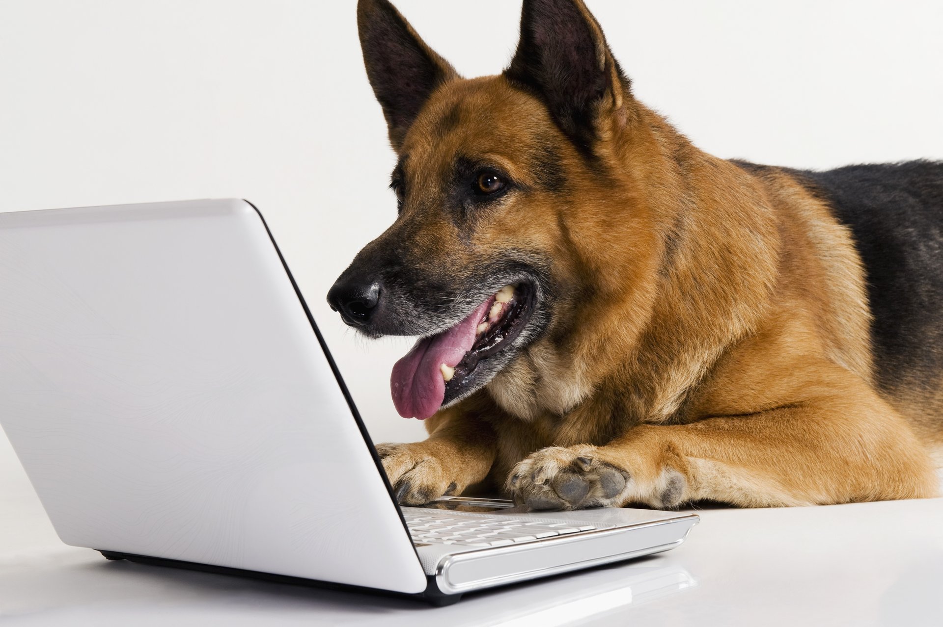 dog laptop shepherd background white