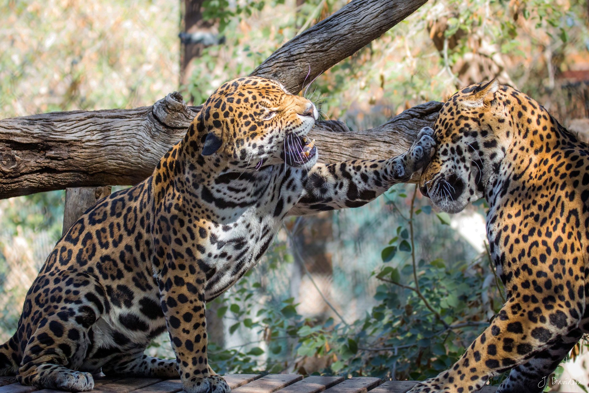 raubtier paar spiel jaguar