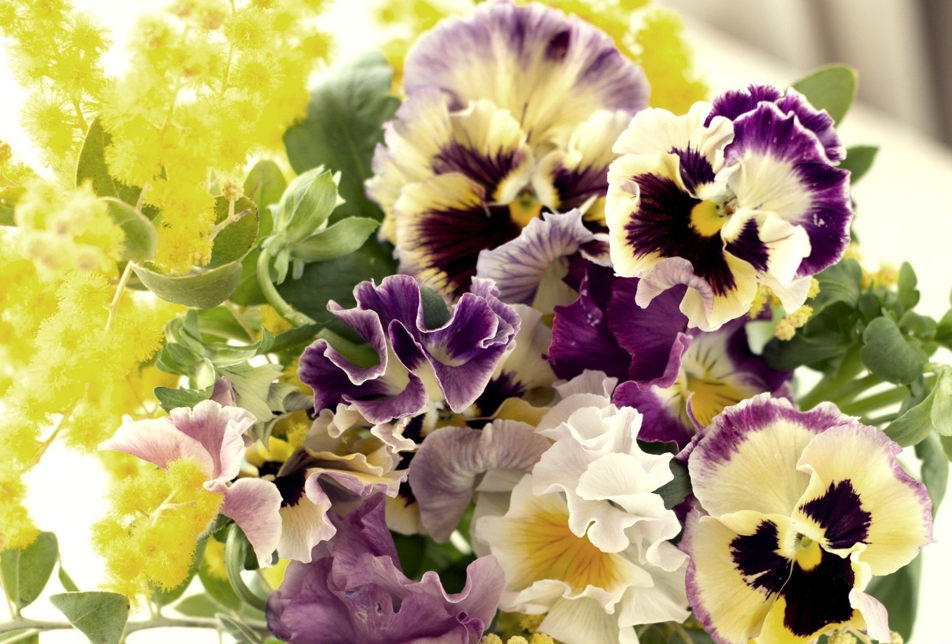 viola flowers pansy petal