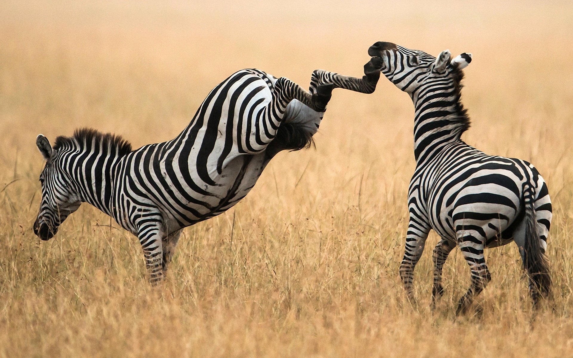 feld situation zebras hufe paar schlag