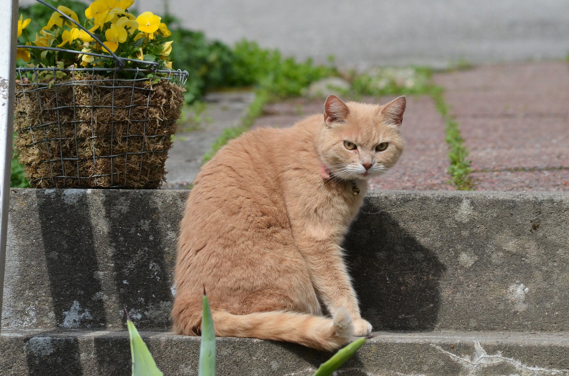 basket flowers stage red cat look