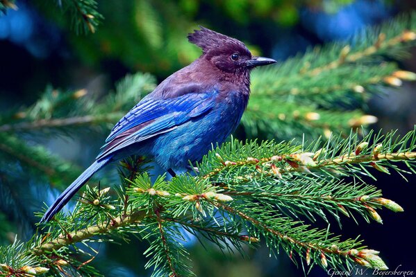 El Arrendajo azul gordito se sienta en un árbol