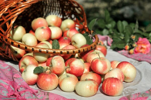 Photo wallpaper with beautiful apples basket