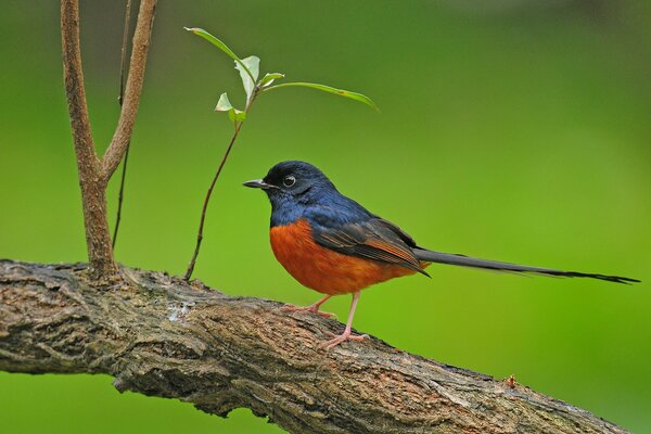 Pájaro en un árbol sobre un fondo verde