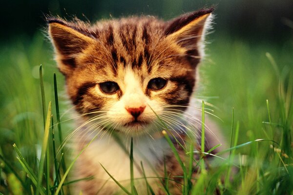 A little kitten peeks out from behind the grass