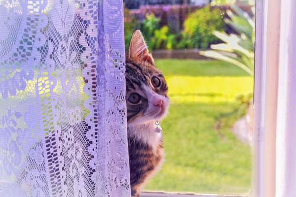 Chaton avec un beau regard par un rideau de fenêtre