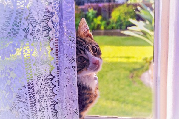 Котенок с красивым взглядом у окна занавеской