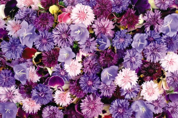 Tappeto floreale fatto di violette, campane e fiordalisi