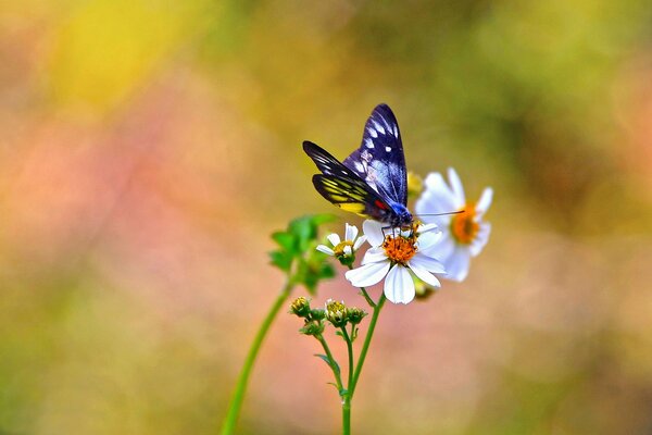 Beautiful butterfly on a white flower