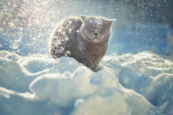 The cat sits in the snow and enjoys the sun