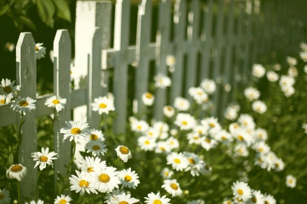 Fleurs de camomille entourées d une clôture