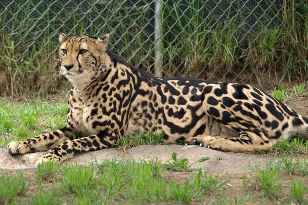 Ein großer königlicher Gepard ruht am Zaun