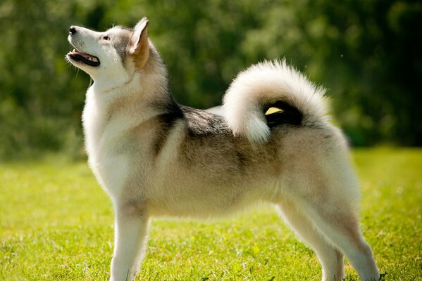 Anmutige Alaskan-Malamute auf grünem Gras