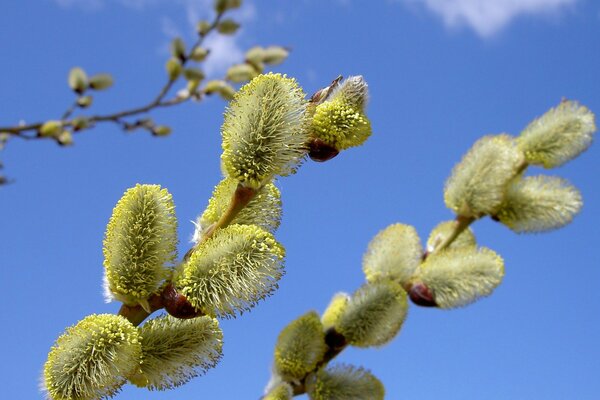 Saule en fleurs sur fond de ciel bleu