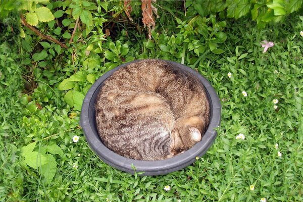 Katze im Becken auf grünem Gras Hintergrund