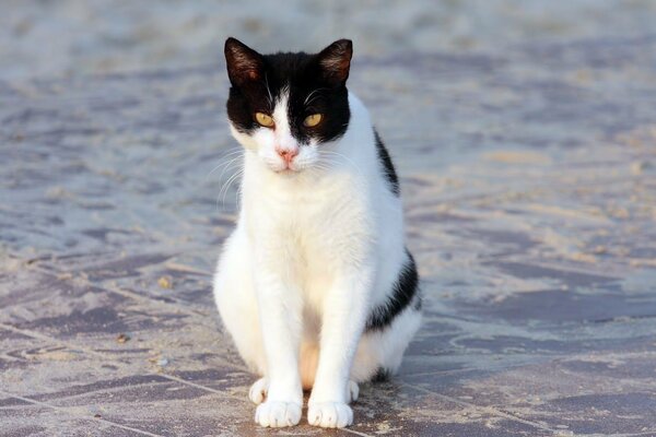 Eine weiß-schwarze Katze sitzt auf einer schmutzigen Fliese