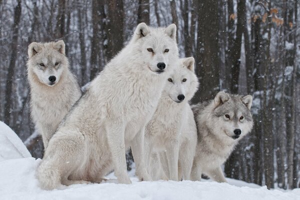 A pack of white wolves in winter in the forest