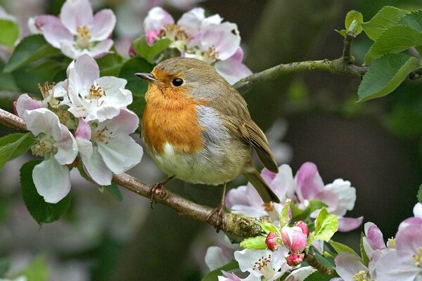 On a flowering branch, a small bird with a red breast