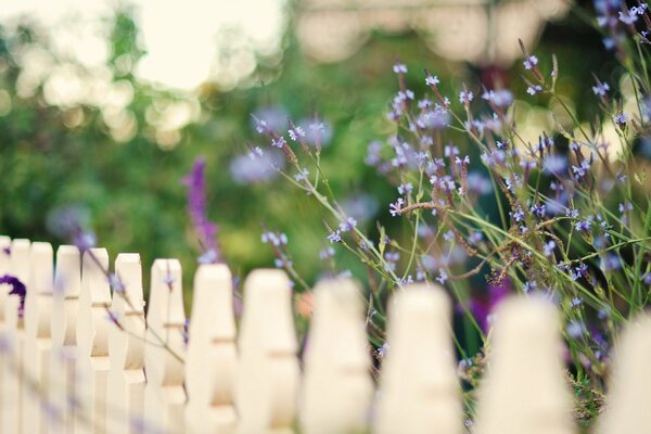 I fiori blu crescono vicino alla recinzione