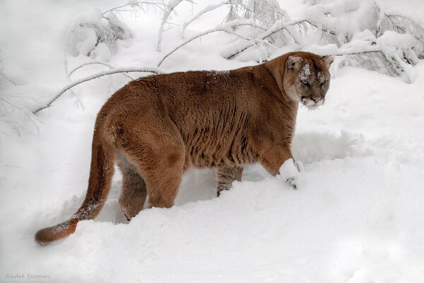 Beautiful mountain lion in snow-white snow in the forest