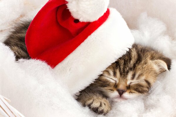 Bébé chaton dort sous le chapeau du père Noël