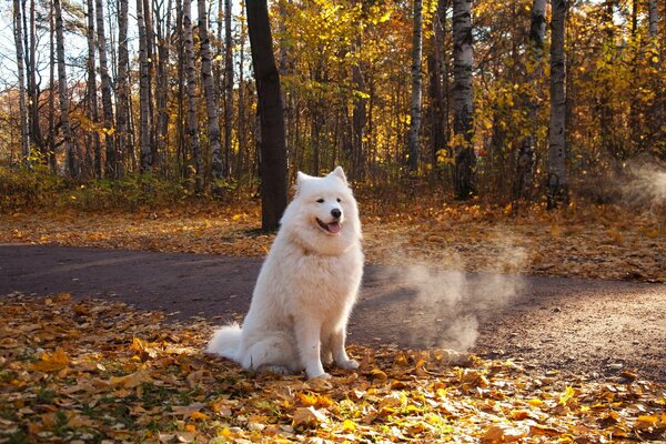 Husky blanc sur le sentier dans le parc