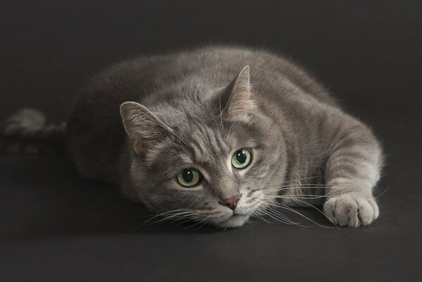 A gray cat lies with a passing look