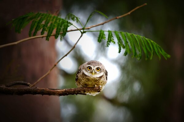 Sur une branche d arbre est assis et regarde un hibou