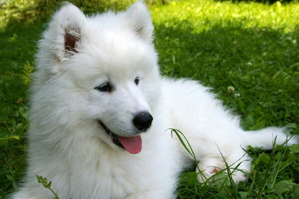 Cachorro samoyedo en la hierba verde