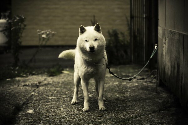 Perro blanco atado cerca de la casa