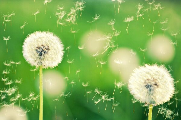 Dandelions release their airplanes into flight
