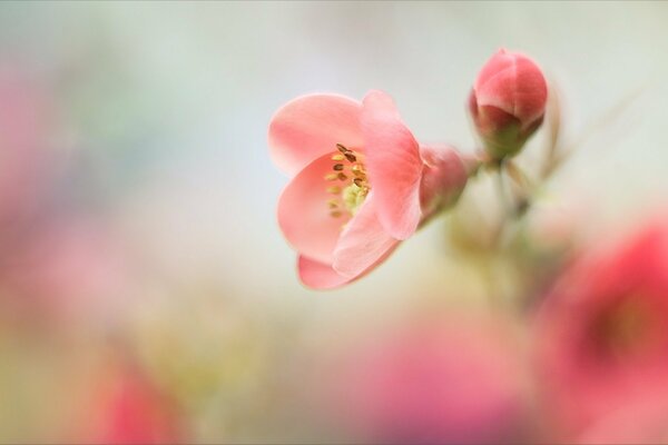 Flor de color rosa pálido con un capullo sobre un fondo borroso