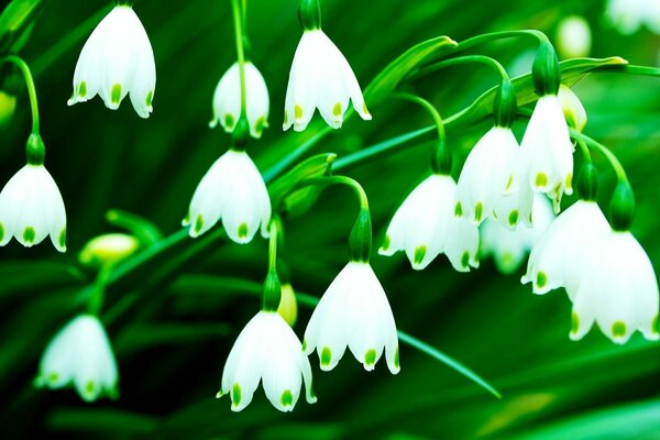 White lilies of the valley bloomed in the forest