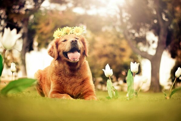 A joyful dog with a wreath on his head