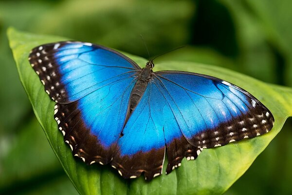 A blue butterfly sits on a green leaf